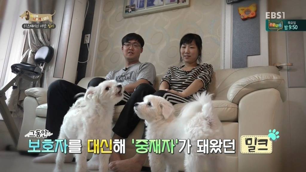 [세상에나쁜개는없다] 가족들에게 짖고 무는 강아지 릴리햏 | 인스티즈