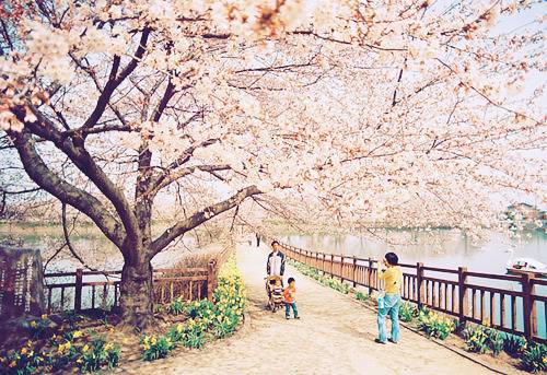  일본의 봄 분위기 vs 여름 분위기 | 인스티즈