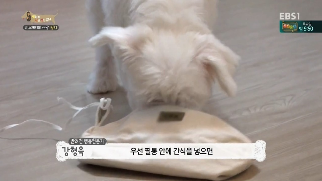 [세상에나쁜개는없다] 가족들에게 짖고 무는 강아지 릴리햏 | 인스티즈