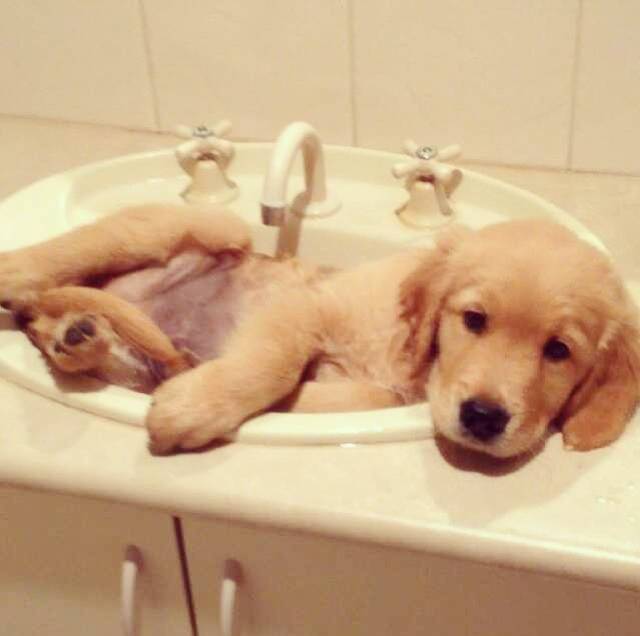 어느순간 인절미로 불리고 있는 멍멍이.jpg | 인스티즈