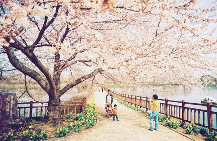 일본 특유의 봄 vs 여름 분위기 | 인스티즈