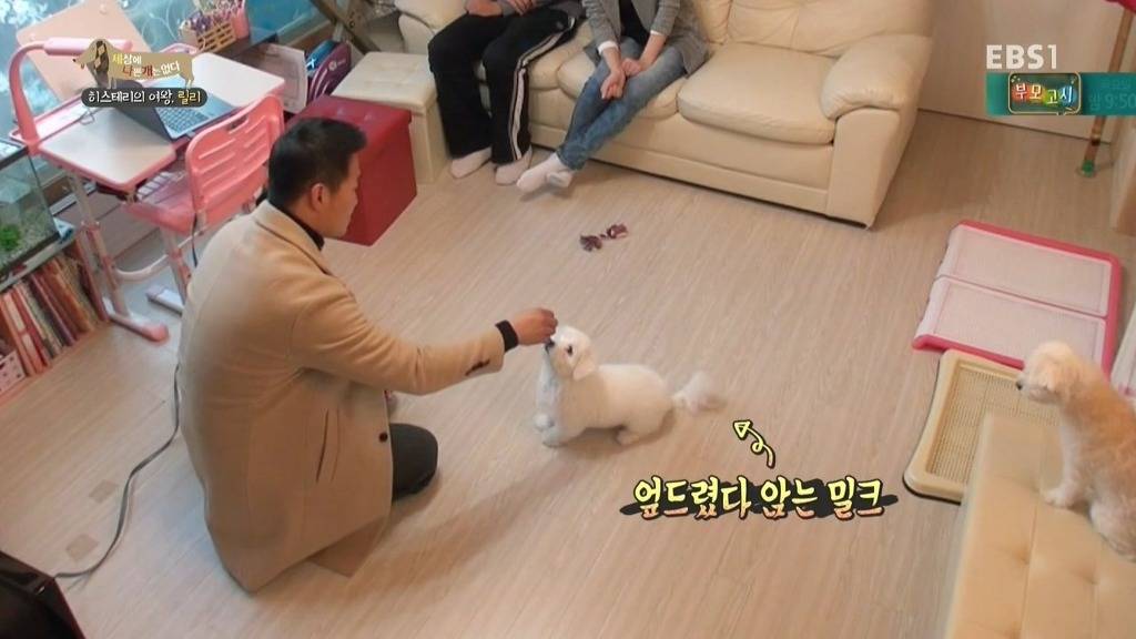 [세상에나쁜개는없다] 가족들에게 짖고 무는 강아지 릴리햏 | 인스티즈