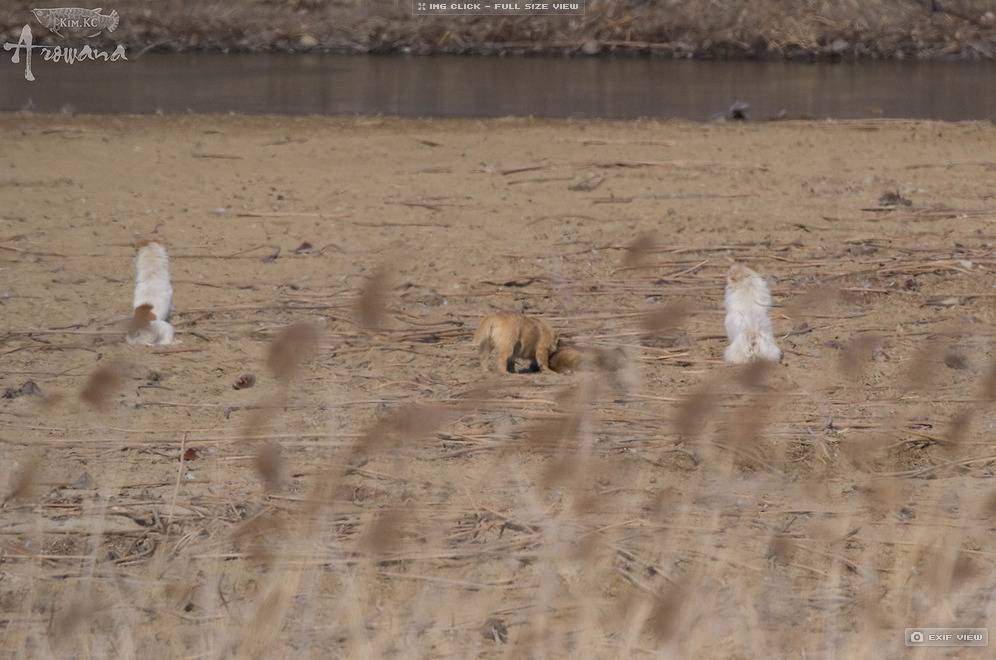 한국의 작은 들개들 | 인스티즈