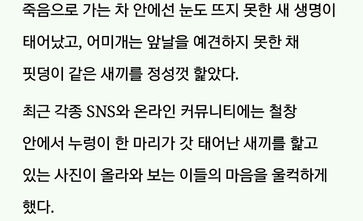 도살장으로 가는 트럭 안에서 태어난 아기 강아지 | 인스티즈