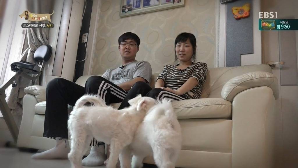 [세상에나쁜개는없다] 가족들에게 짖고 무는 강아지 릴리햏 | 인스티즈