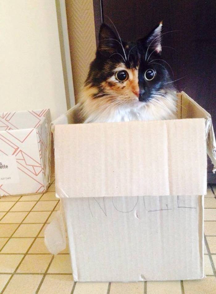 한쪽 얼굴색이 다른 고양이.jpg | 인스티즈