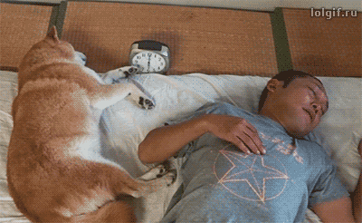 개가 주인을 깨우는 방법.gif | 인스티즈