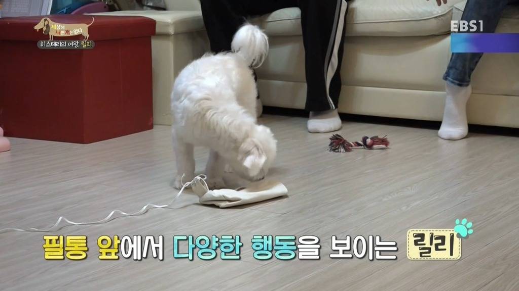 [세상에나쁜개는없다] 가족들에게 짖고 무는 강아지 릴리햏 | 인스티즈