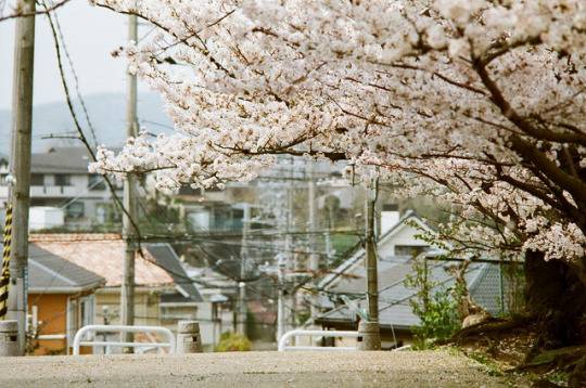  일본의 봄 분위기 vs 여름 분위기 | 인스티즈
