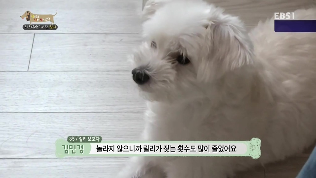 [세상에나쁜개는없다] 가족들에게 짖고 무는 강아지 릴리햏 | 인스티즈