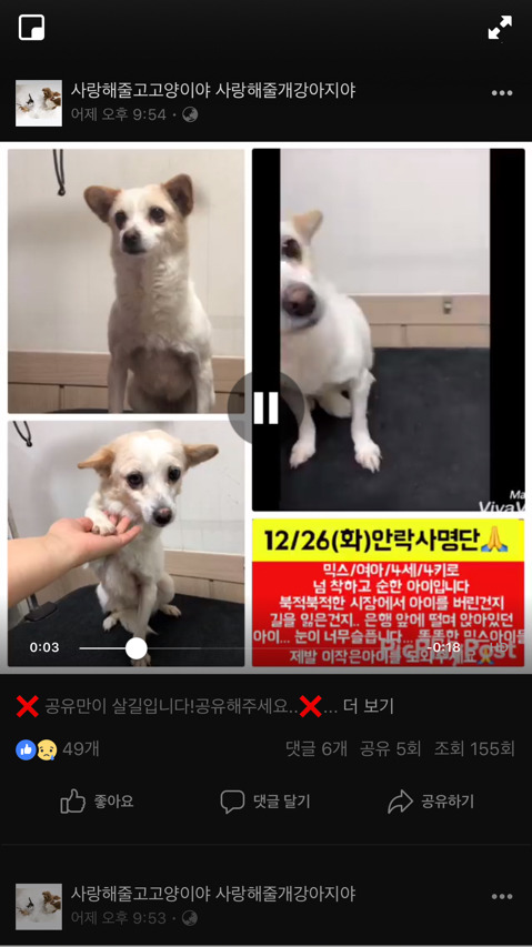 크리스마스 지나면 안락사될 아이들.. 보고가주라ㅠㅠ | 인스티즈