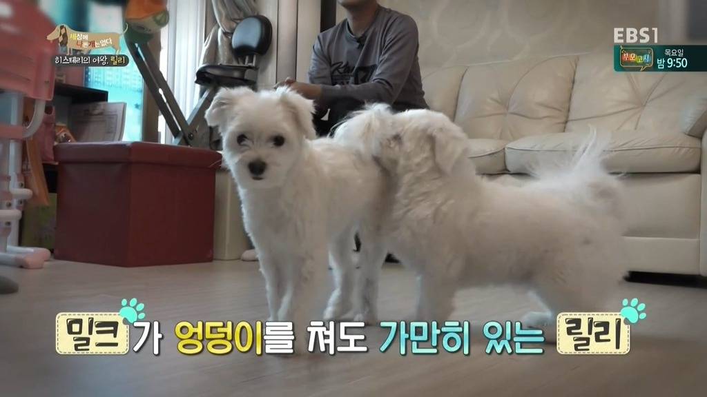 [세상에나쁜개는없다] 가족들에게 짖고 무는 강아지 릴리햏 | 인스티즈