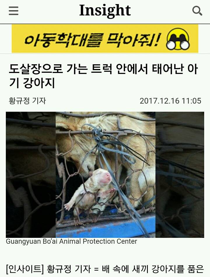 도살장으로 가는 트럭 안에서 태어난 아기 강아지 | 인스티즈