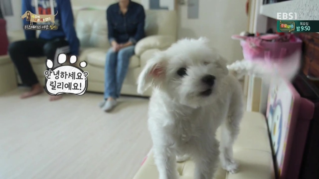 [세상에나쁜개는없다] 가족들에게 짖고 무는 강아지 릴리햏 | 인스티즈