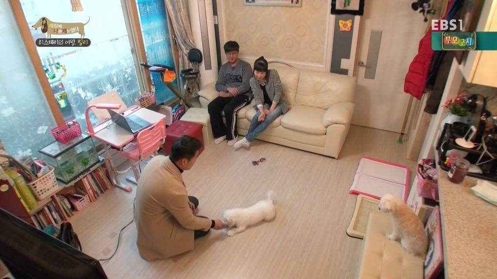 [세상에나쁜개는없다] 가족들에게 짖고 무는 강아지 릴리햏 | 인스티즈