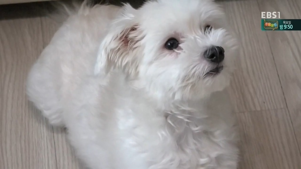 [세상에나쁜개는없다] 가족들에게 짖고 무는 강아지 릴리햏 | 인스티즈