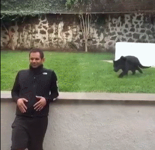 맹수에게 등을 보이면 안되는 이유.gif | 인스티즈