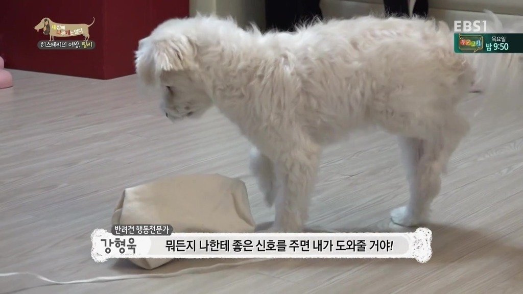 [세상에나쁜개는없다] 가족들에게 짖고 무는 강아지 릴리햏 | 인스티즈