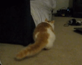 고양이 엉덩이 흔들기 모음.gif | 인스티즈
