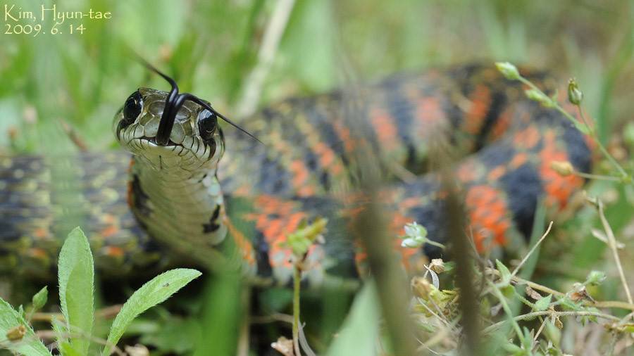 뱀이랑 1시간 키스하기 vs 뱀이랑 여자or남자친구랑 키스하는거 30분 지켜보기 (뱀사진) | 인스티즈