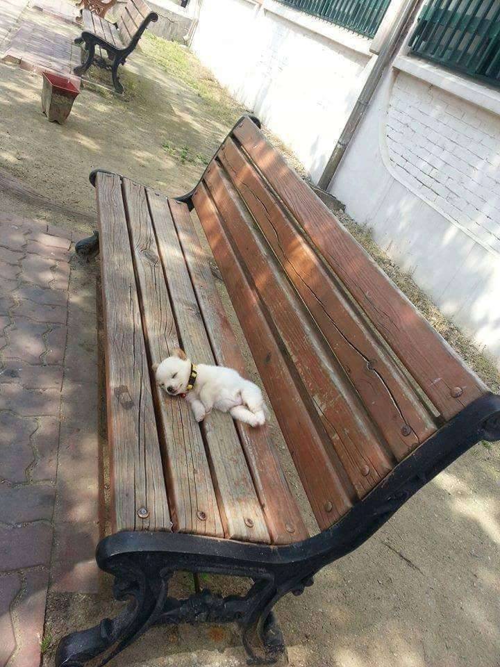 아무데서나 잘 자는 공대생 강아지 | 인스티즈