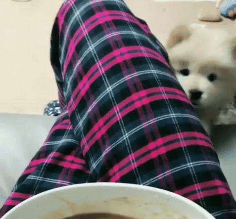 나인뮤지스 경리가 키우는 강아지 ㅠ 귀엽긔 ㅠ.jpgif | 인스티즈