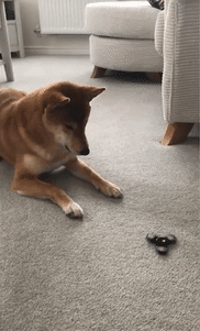 블랙홀에 빨려들어가는 댕댕이.gif | 인스티즈