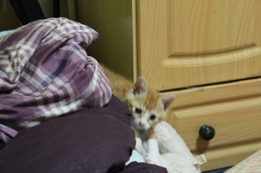 호냥호냥한 하루.제 4탄 | 인스티즈