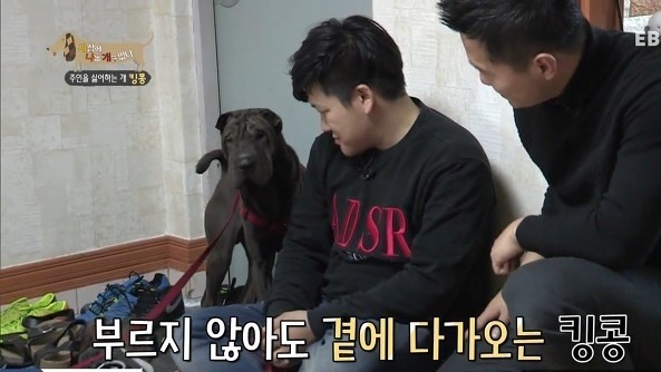 마리텔에서 보고싶은 사람(사람은 혼내도 개는 안혼내!) | 인스티즈