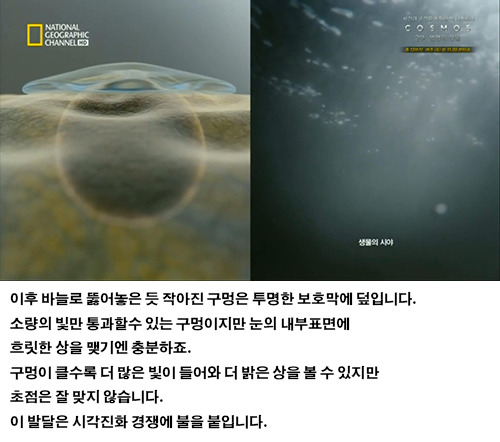 생물의 진화: 인간의 눈 | 인스티즈