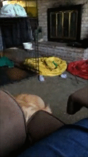 웰시코기.gif | 인스티즈