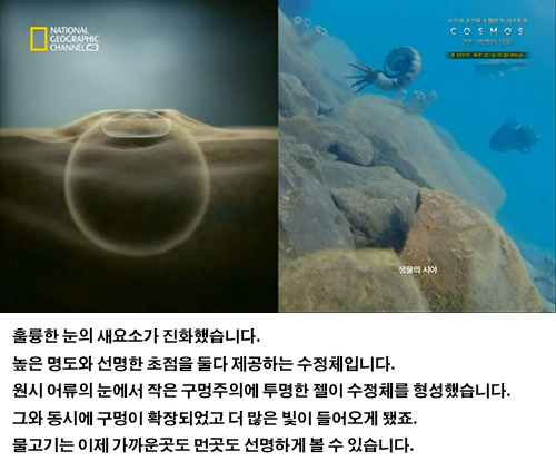 생물의 진화: 인간의 눈 | 인스티즈