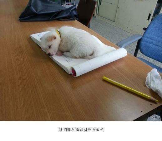아무데서나 잘 자는 공대생 강아지 | 인스티즈
