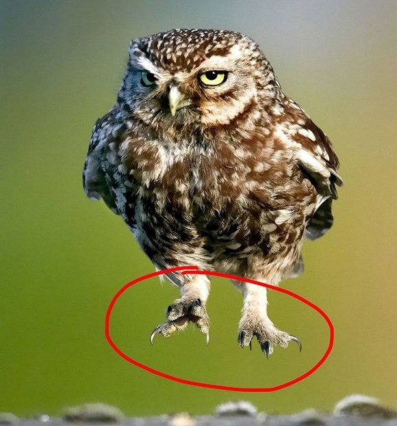 부엉이 올빼미 다리의 비밀 | 인스티즈