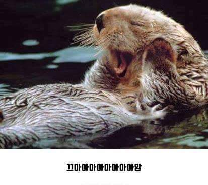 오레오를 반으로 나눠밨쪄 .JPG | 인스티즈