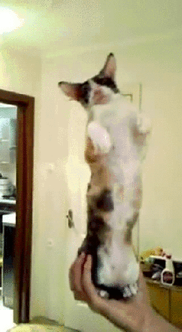 고양이의 운동신경 | 인스티즈