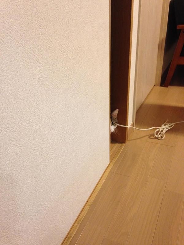 집사 감시하는 감시냥 | 인스티즈