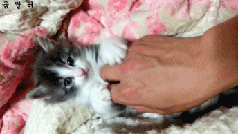 아기고양이들 구경하세요~♡ | 인스티즈