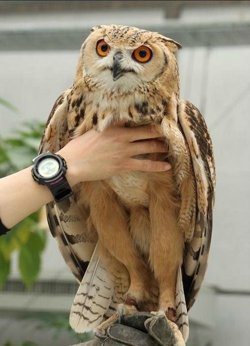 부엉이 올빼미 다리의 비밀 | 인스티즈