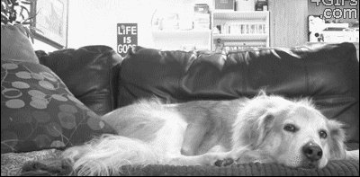 고양이는 강아지한테 앵기고 그러는거죠...... | 인스티즈