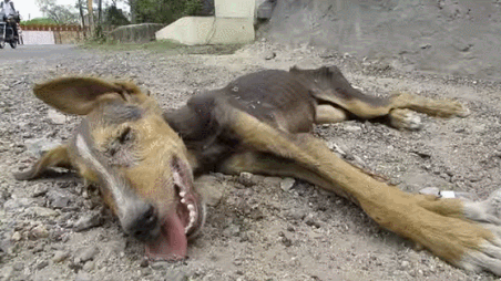 죽기 직전 사람들을 향해 꼬리를 흔든 강아지의 의지.gif | 인스티즈