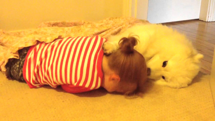 견종 이야기 - 사모예드 | 인스티즈