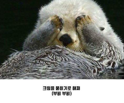 오레오를 반으로 나눠밨쪄 .JPG | 인스티즈