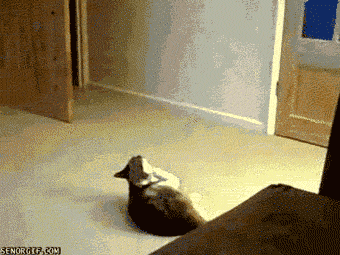 고양이의 운동신경 | 인스티즈