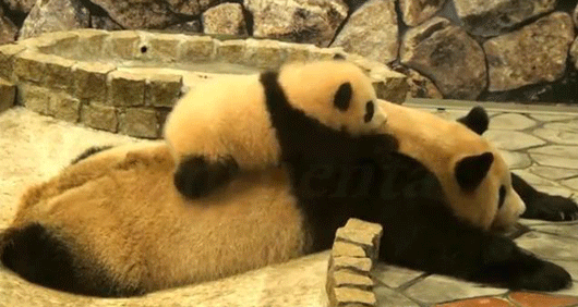 세기의 귀여움 대결 아기 판다 VS 레드 판다 | 인스티즈