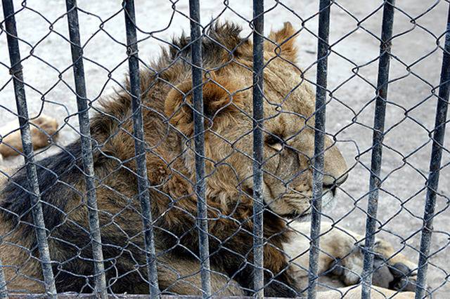 중국,인도네시아,북한의 동물원 (혐오주의) | 인스티즈