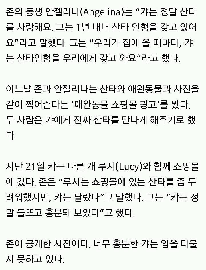 산타 인형을 좋아하는 시바견이 진짜 산타를 만났을 때 반응 | 인스티즈