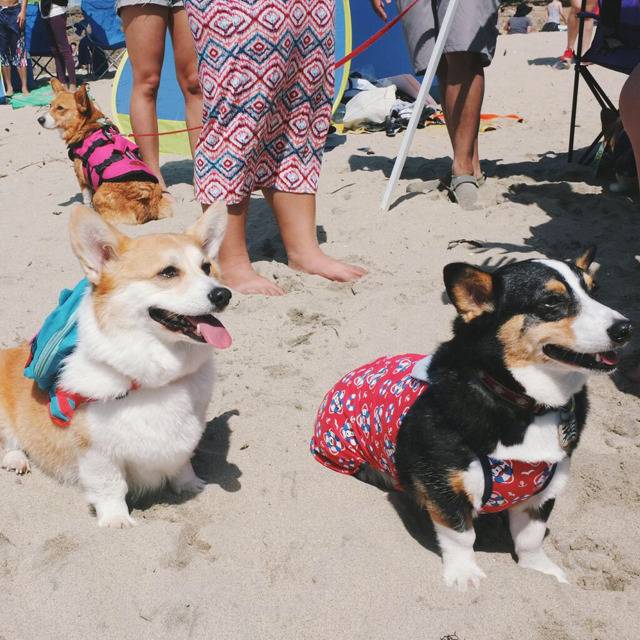 웰시코기가 생각보다 파양을 많이 당하는 이유 | 인스티즈