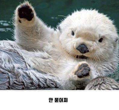 오레오를 반으로 나눠밨쪄 .JPG | 인스티즈