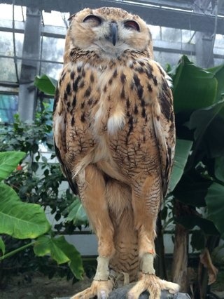 부엉이 올빼미 다리의 비밀 | 인스티즈